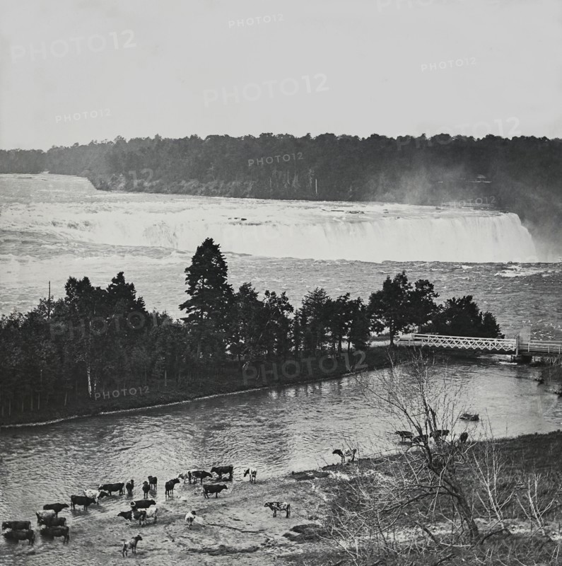 Cows standing in the shallow water of a river with a large waterfall in the background.