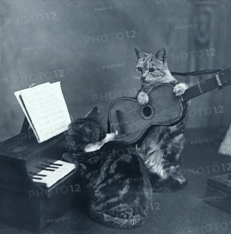 A study of cats.