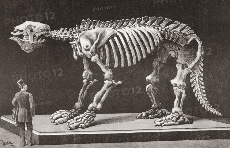 Megatherium americanum.