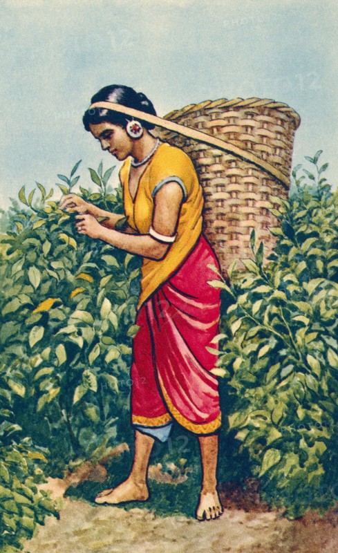 A woman carrying a large cane basket on her head.