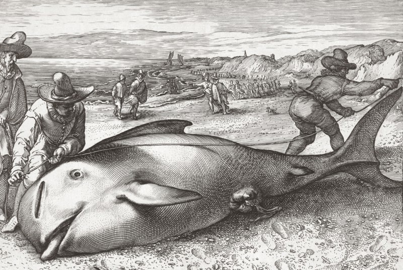 Two men measure the length of a dead stranded whale.