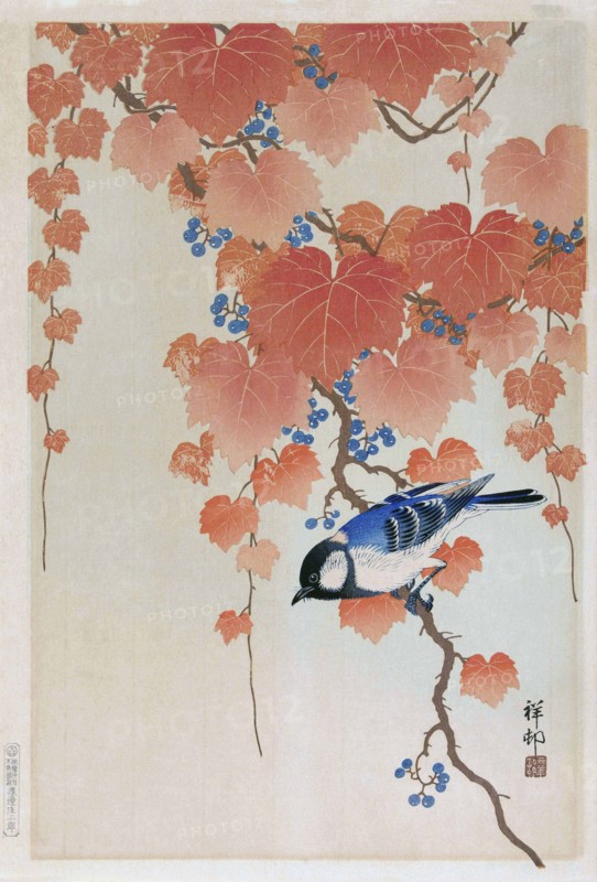 Great Tit on Paulownia Branch.