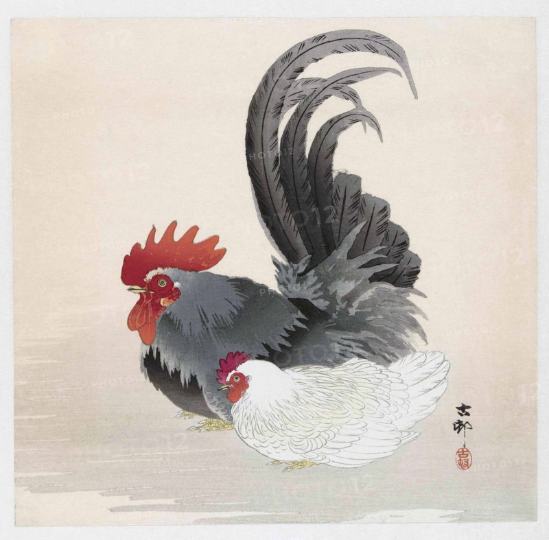 Chicken and Rooster.