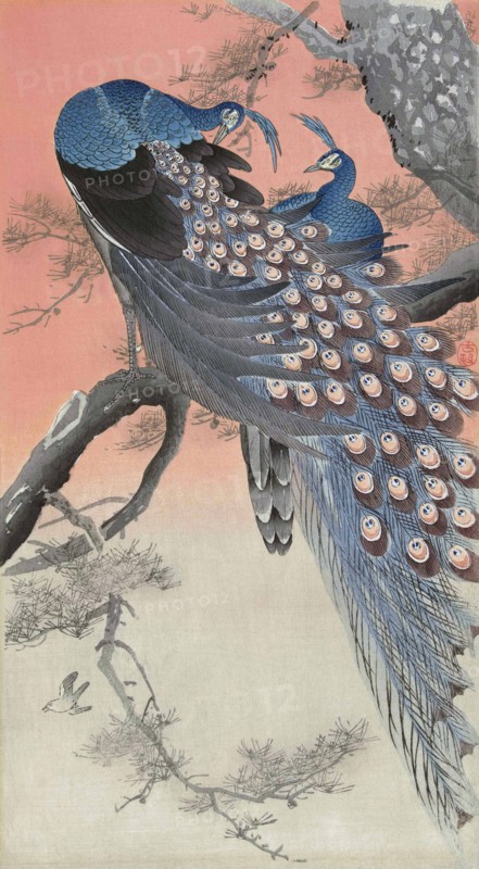 Two Peacocks on a Tree Branch.