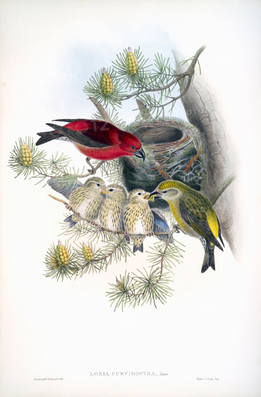 Common Crossbill.