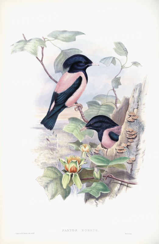 Rosy Starling.