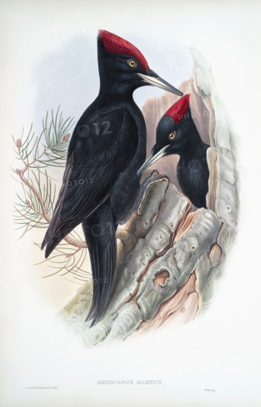 Great Black Woodpecker.
