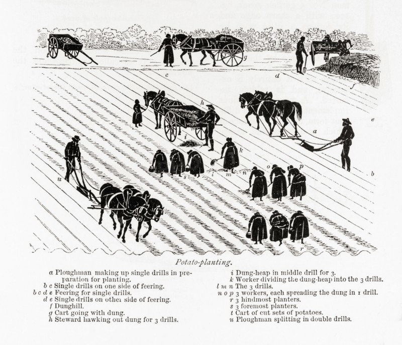 Potato planting.