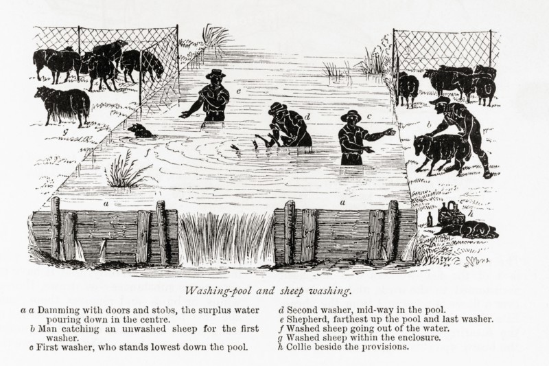 Washing pool and sheep washing.