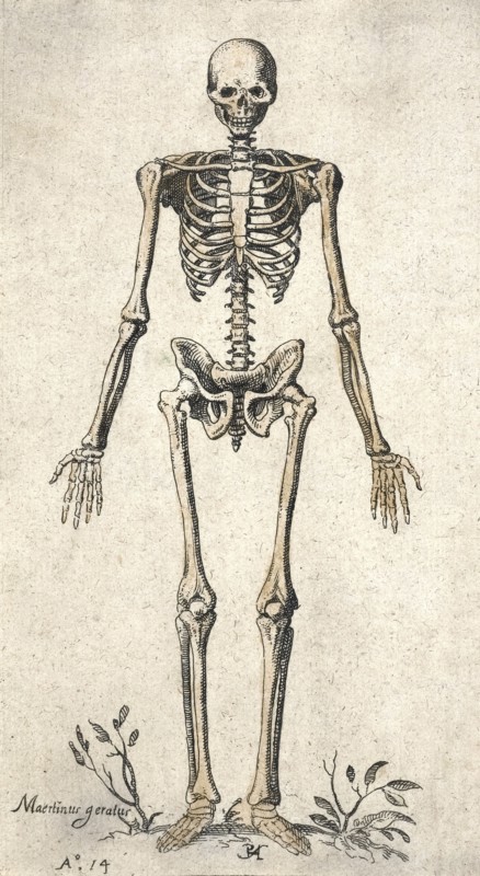 Human skeleton.