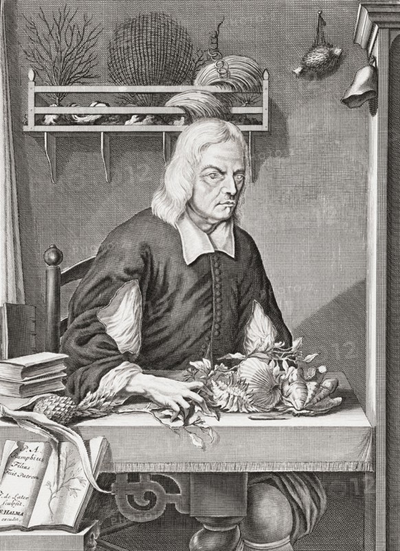Georg Eberhard Rumphius.