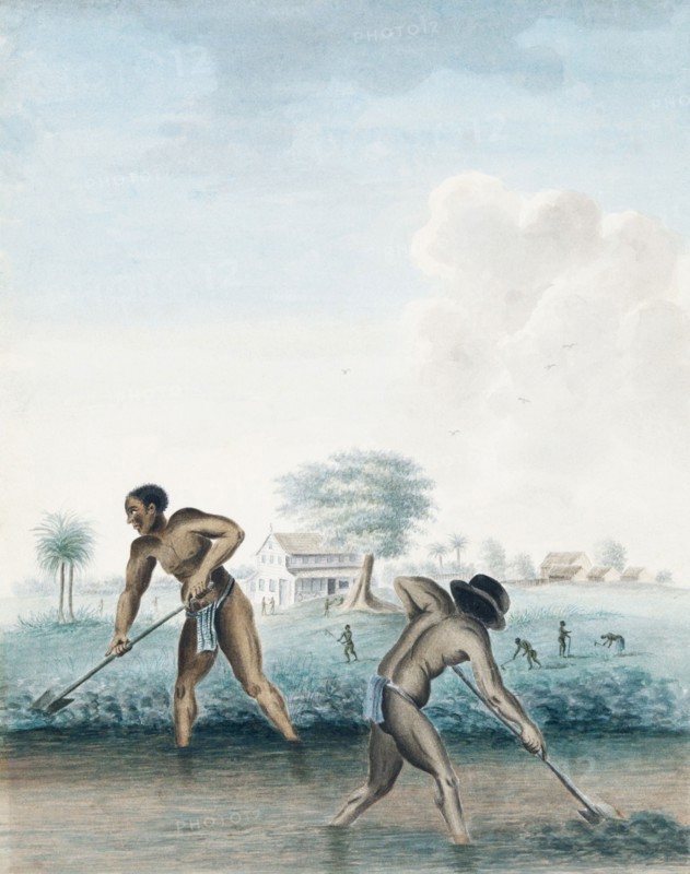 Slaves at work digging a drainage canal in Paramaribo.