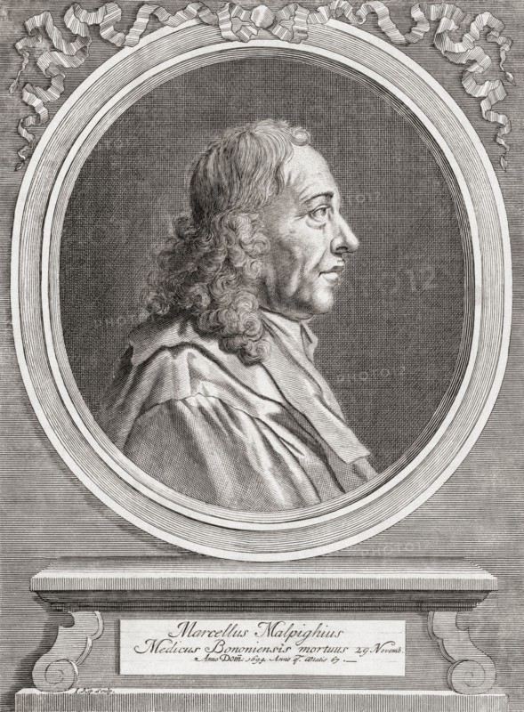 Marcello Malpighi.