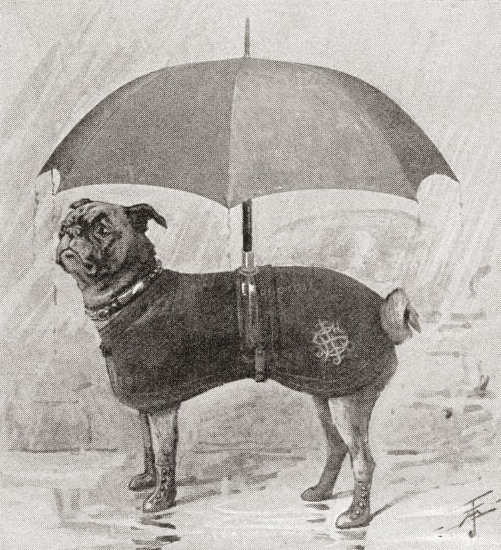 A pug wearing boots.