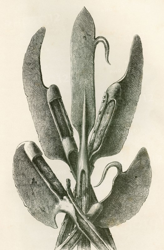 Various types of Lochaber Axes.