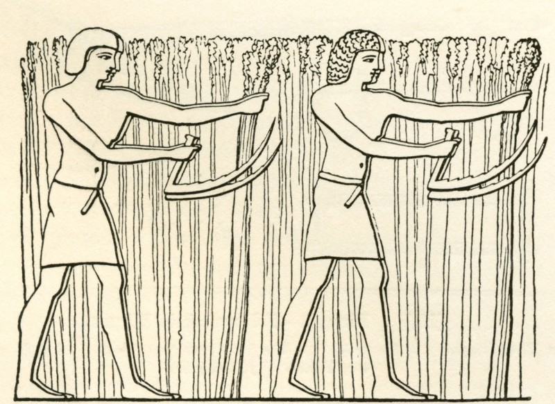 Reaping in ancient Egypt.