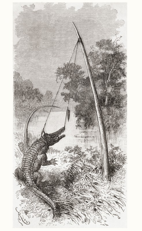 An alligator trap on the Oyapock or Oiapoque River.
