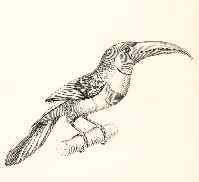 The Aracari.