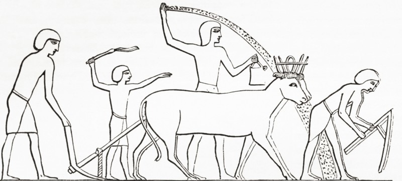Ploughing, hoeing and sowing with animals in ancient Egypt.