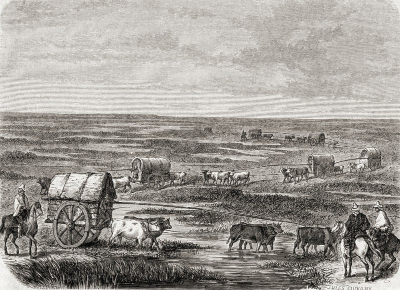 Wagon Train On The Argentinian Pampas In The 1860s.