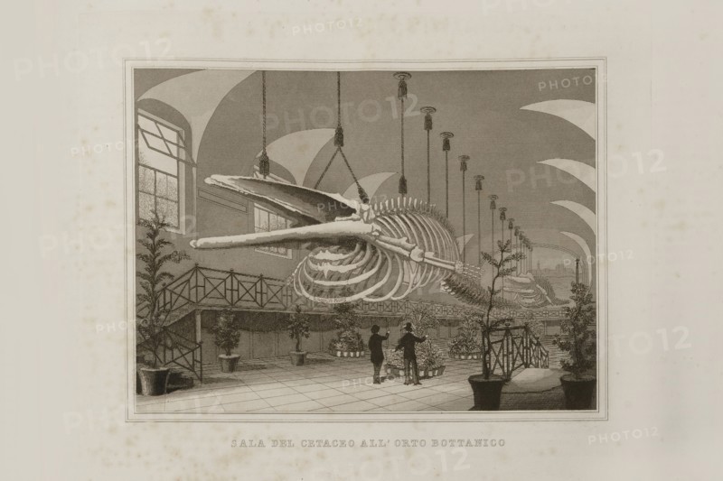 La Science et les Arts sous le pontificat du pape Pie IX, 1860