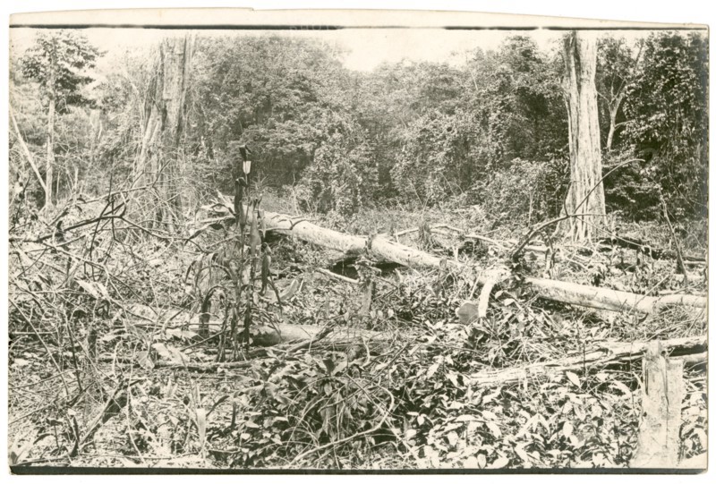Fallen tree in the forest