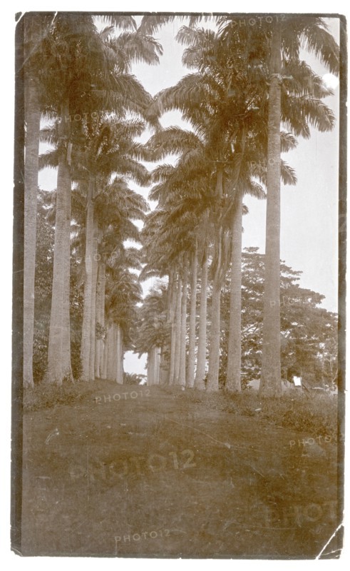 Avenue of trees, West Africa