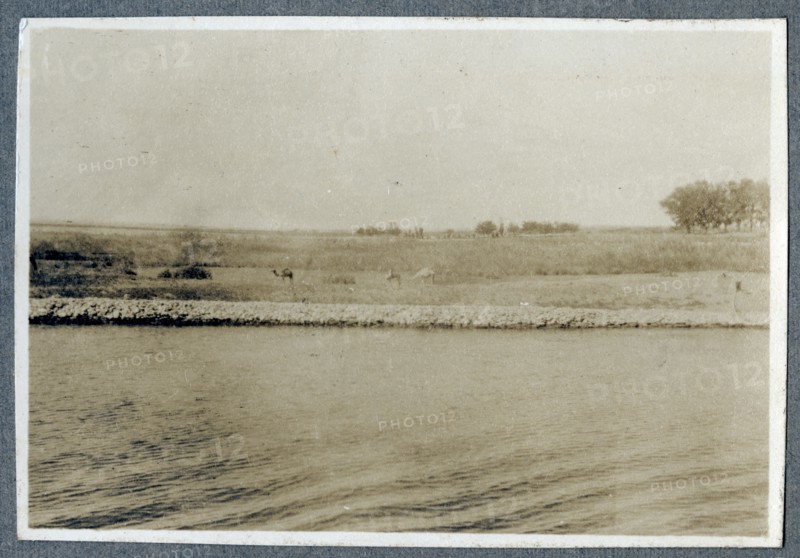 Cattle grazing, Kenya