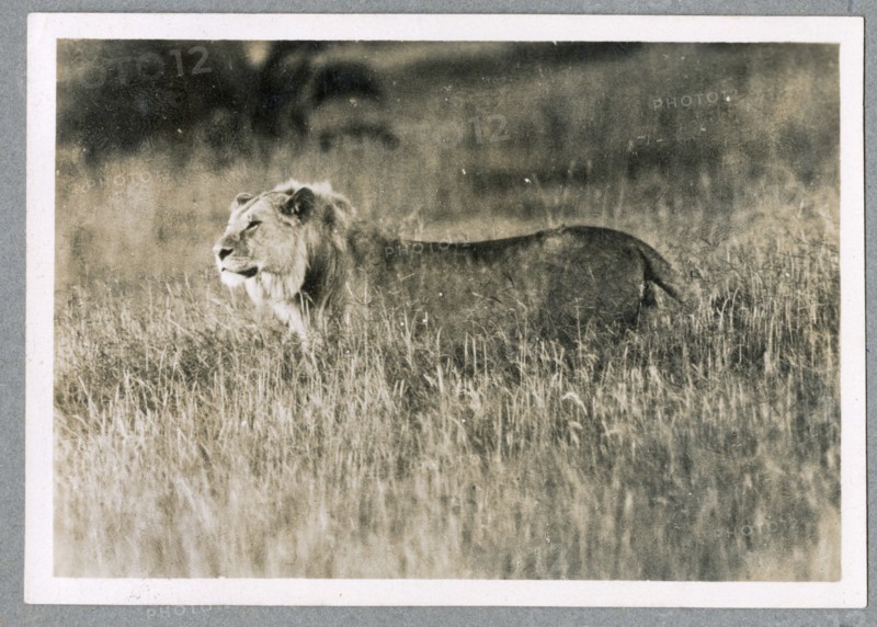 Lioness with dead zebra