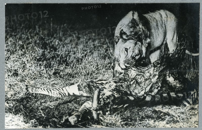 Hyena, Kenya