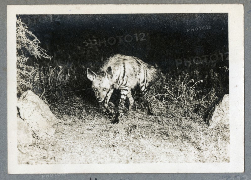Wildebeest on migration, Kenya