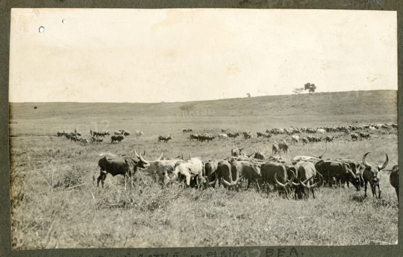 Plains cattle, Kenya