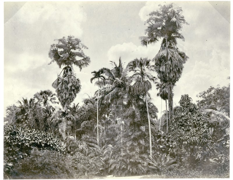 Palm trees at Peradeniya, Kandy
