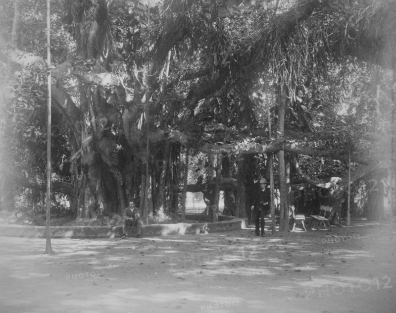 Banyan tree on a street corner in Calcutta
