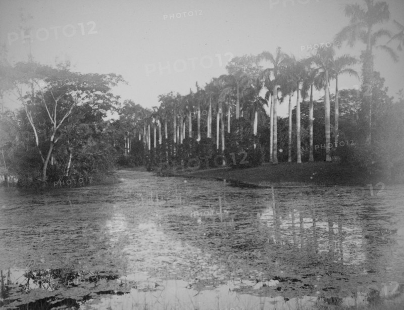 Palm trees by a pond in Calcutta