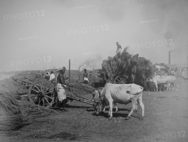 Straw or reeds being unloaded from ox-drawn carts on a river bank