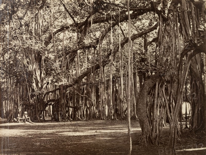 View of an Indian Banyan tree