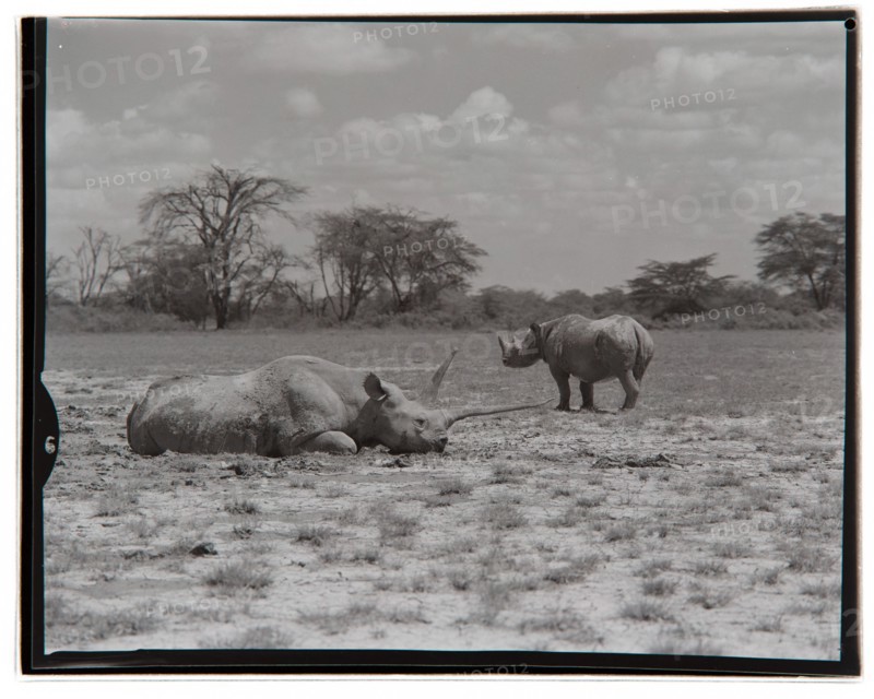 Amboseli Game Reserve