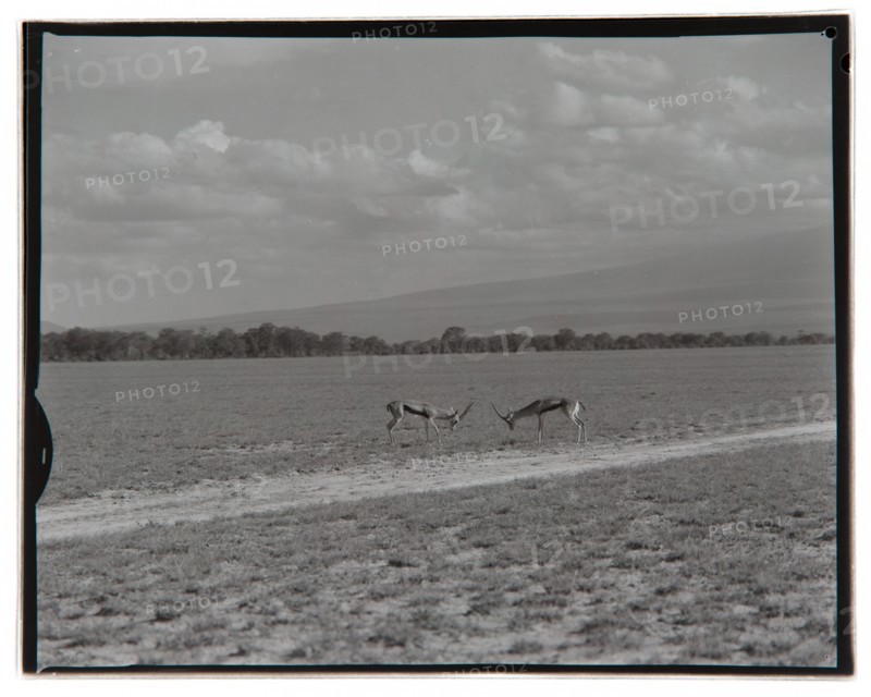 Amboseli Game Reserve