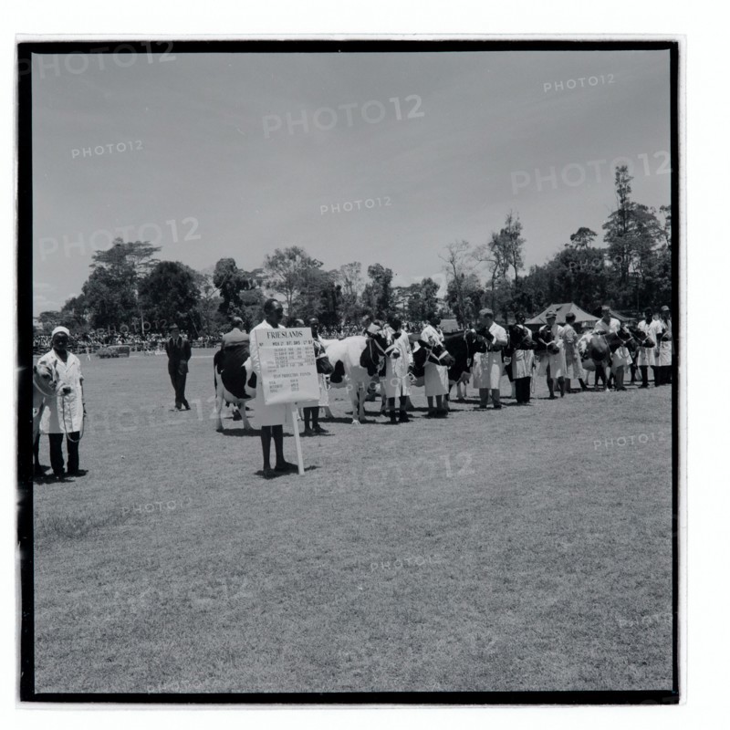 Royal Show Interbreed Cattle Parade
