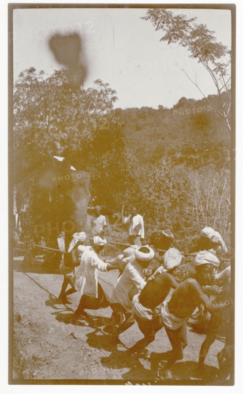 Plantation workers and elephant hauling load