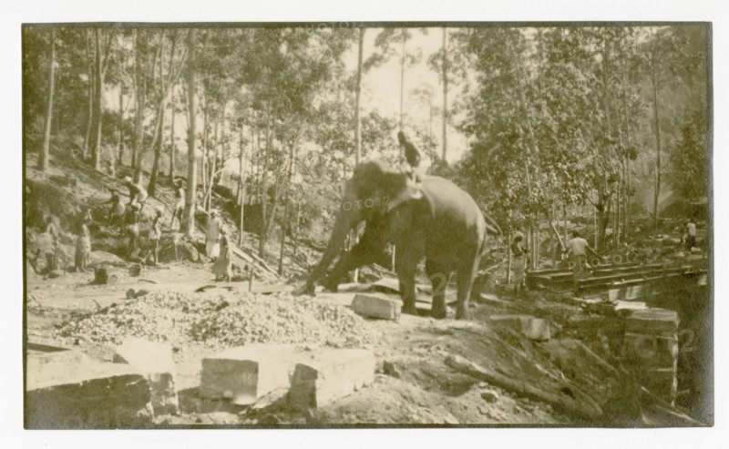 Elephant moving stone for road construction
