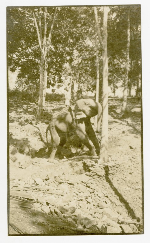 Elephant pushing rubber tree