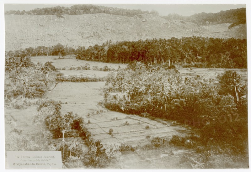 View over paddy fields and cleared hillside