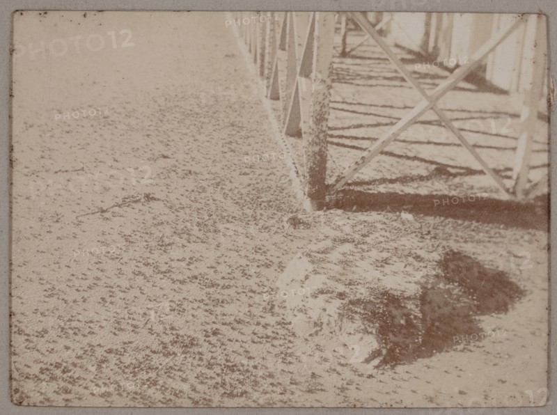 Plague of ants