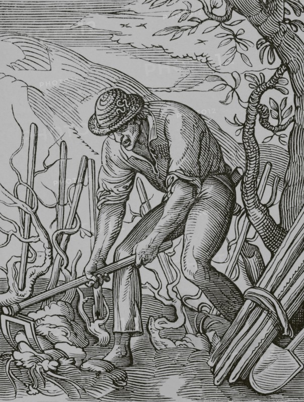 The wine grower. Facsimile after a drawing and engraving by Jost Amman in the 16th century. ""Moeurs, usages et costumes au moyen-age et a l'epoque de la Renaissance"", by Paul Lacroix. Paris, 1878.