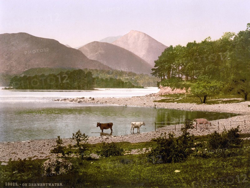 Cows at Derwentwater.