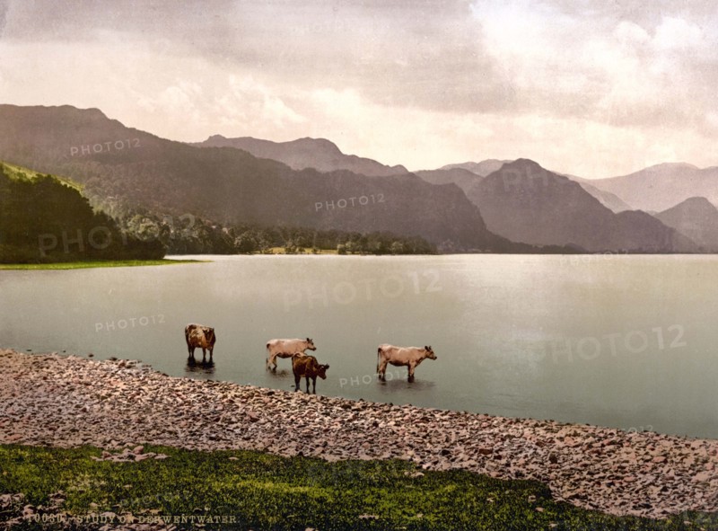 Cows at Derwentwater.
