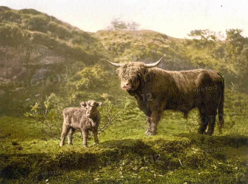 Highland cattle, calf and bull.