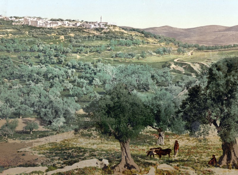 General view of Samaria.